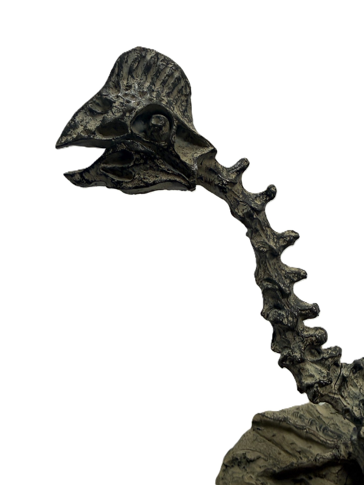 Polyresin Dilophosaurus Skeleton