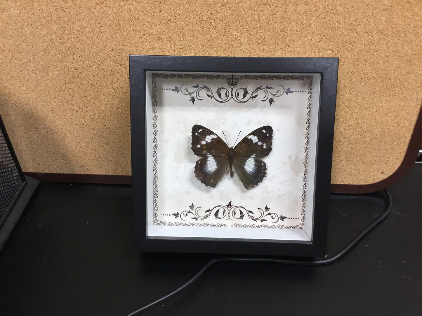 Black Square Framed Single Specie Butterfly