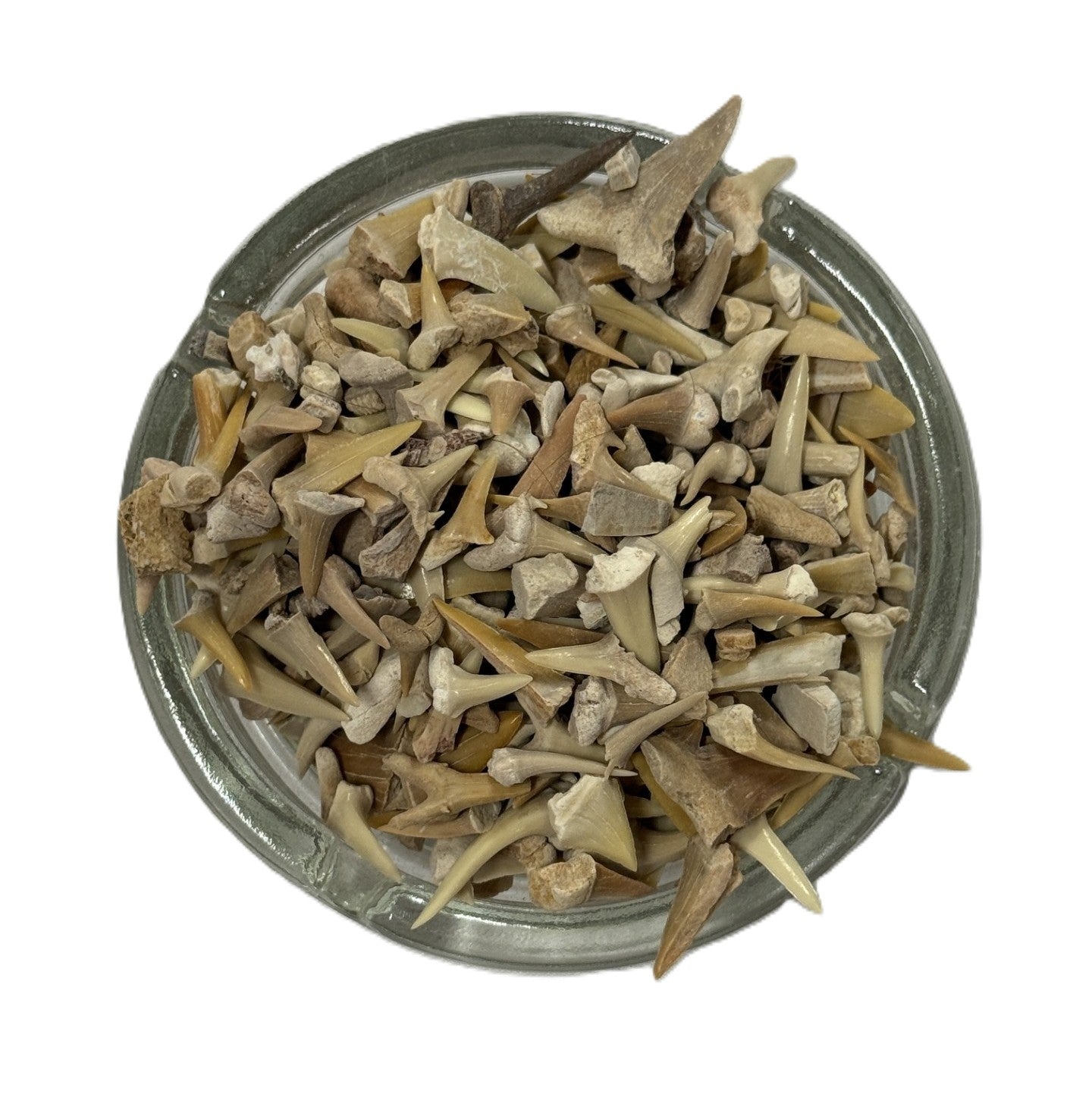 Lemon Shark Teeth (Sold by the pound)