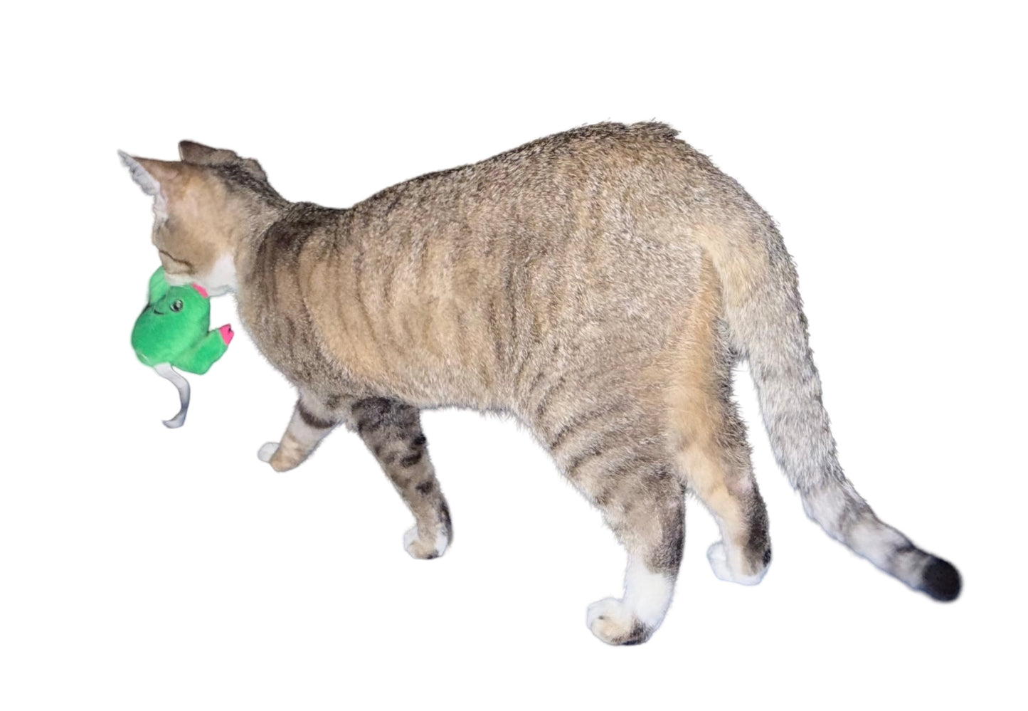 Small Cactus Plush Cat Toy with Smile, Perfect Pet Play