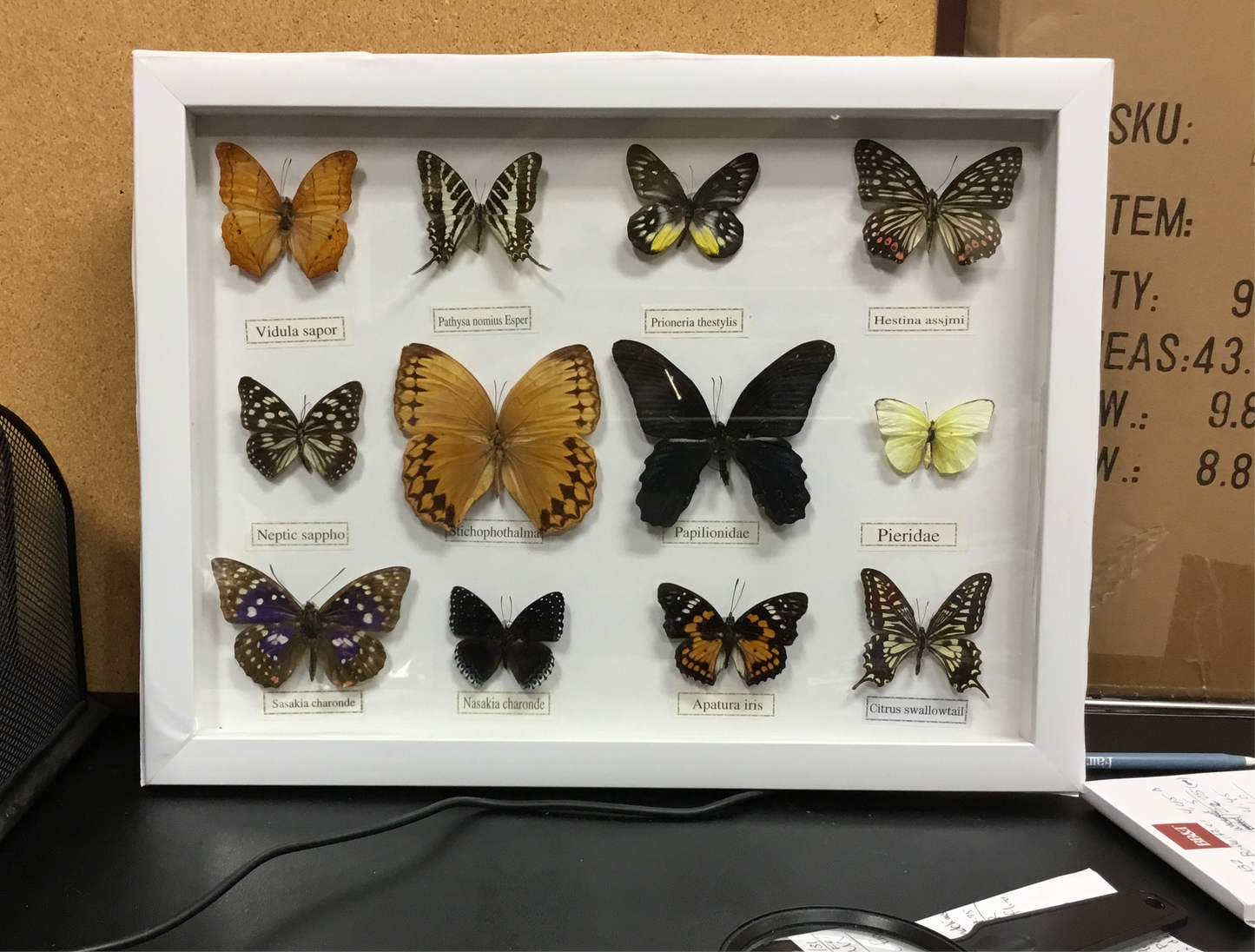 White Framed Twelve Piece Butterfly Collection