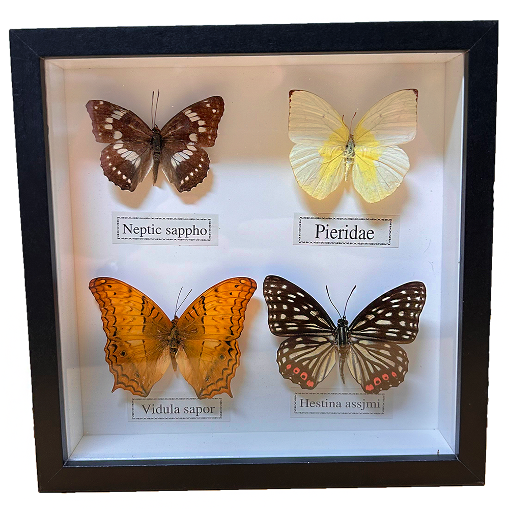 Set of 4 Butterfly Specimens in Black Picture Frame