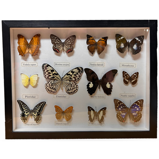 Set of 12 Butterfly Insect Specimens in Black Picture Frame