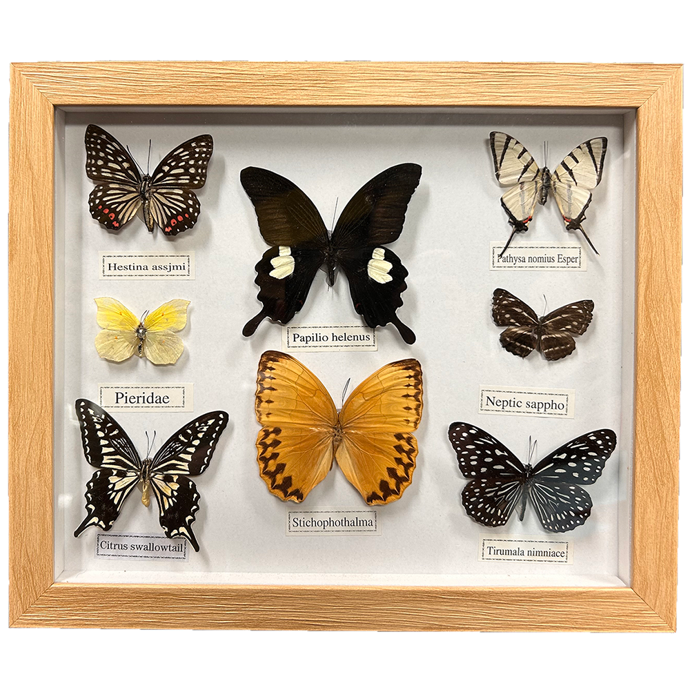 Insects Frame Set of 8 Butterfly Insect Specimens in Wooden Picture Frame – Texas Toy ...