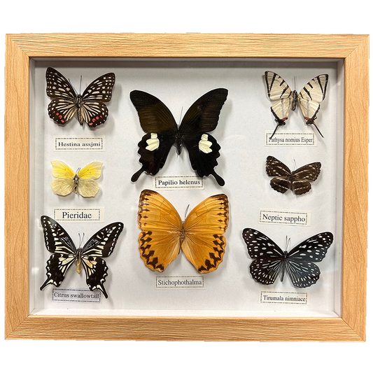 Set of 8 Butterfly Insect Specimens in Wooden Picture Frame