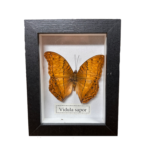 Butterfly Insect Specimen in Black Picture Frame, 8 Assorted