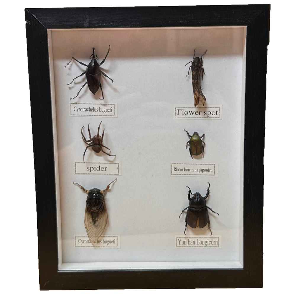 Set of 6 Insects Assorted Bug Specimens in Black Frame