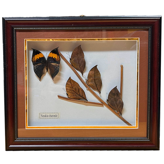 Decorative Brown Butterfly Insect Display in Frame