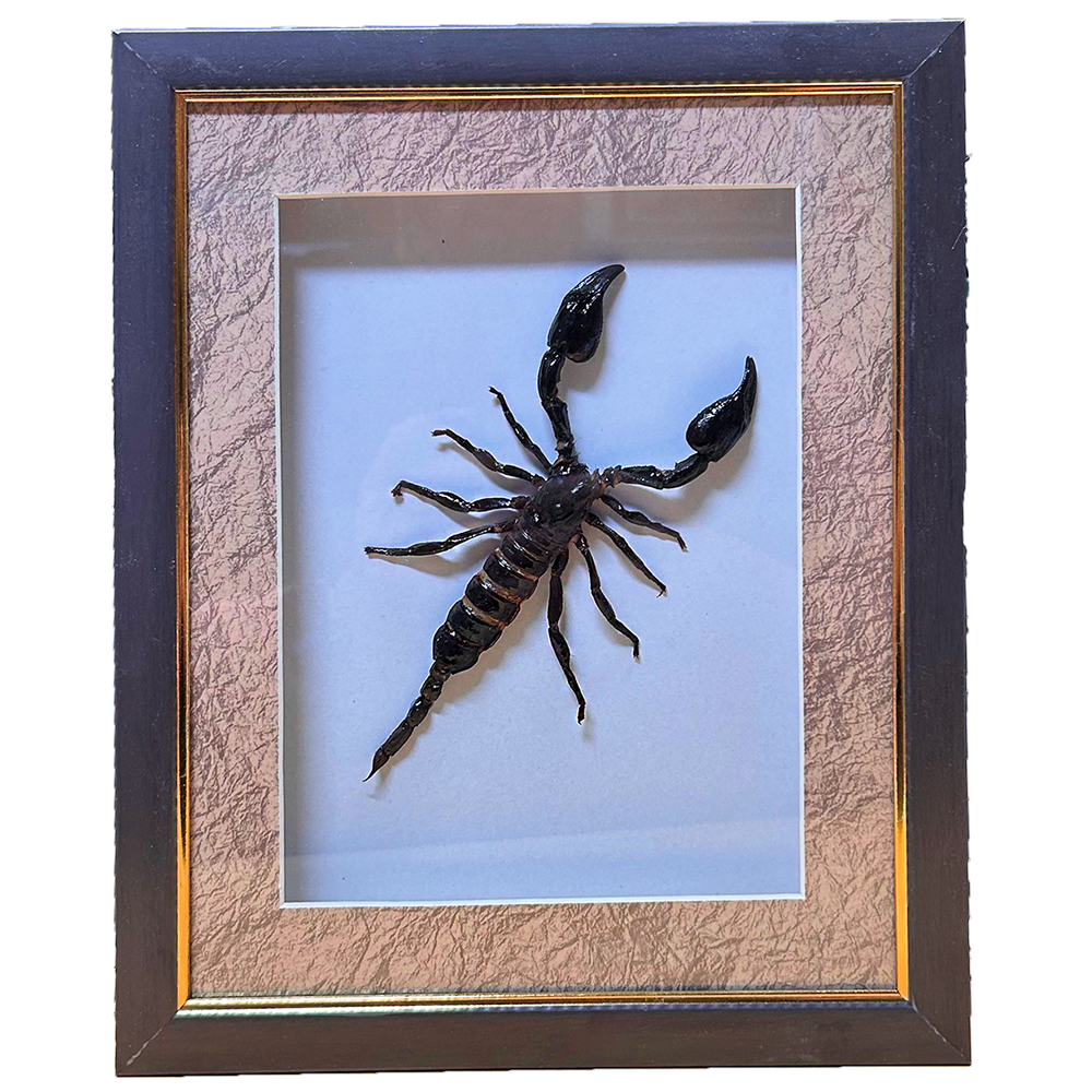 Scorpion Insect Specimen in Colorful Picture Frame