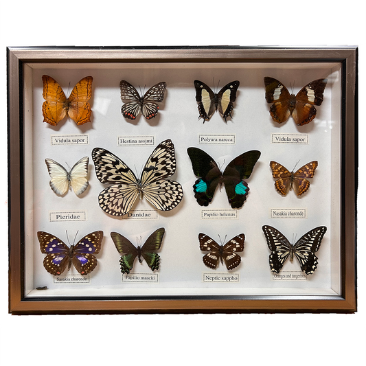 Set of 12 Butterfly Insect Specimens in Silver Picture Frame