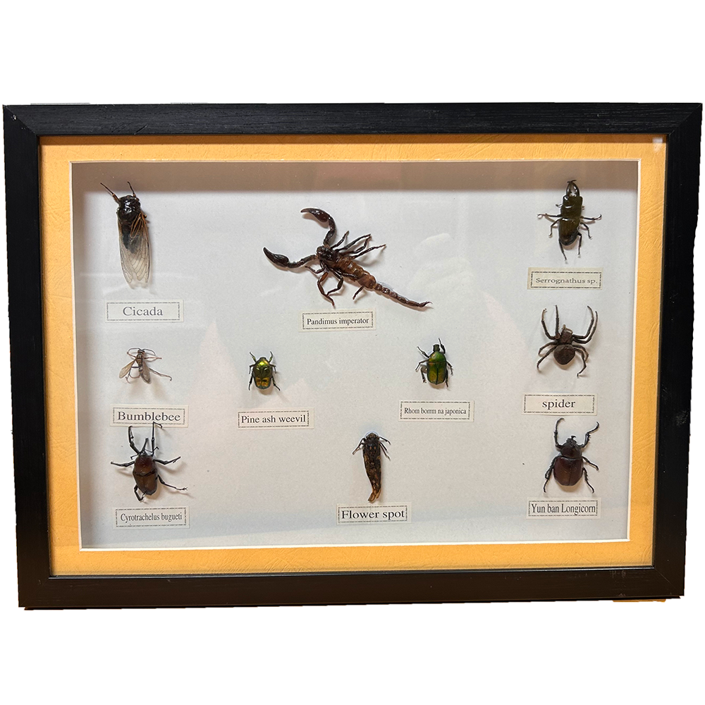 Set of 10 Insect Bug Specimens in Large Black Picture Frame