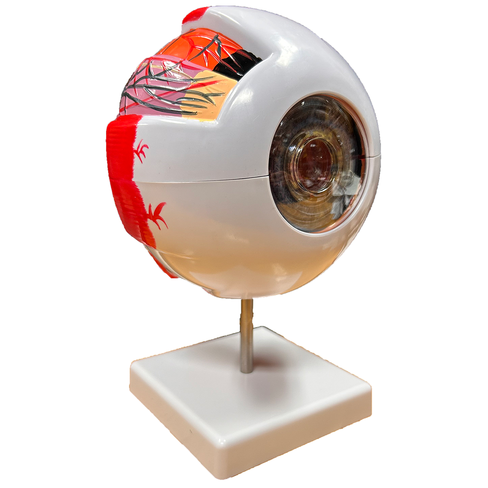 Eyeball STEM Body Science Model Set