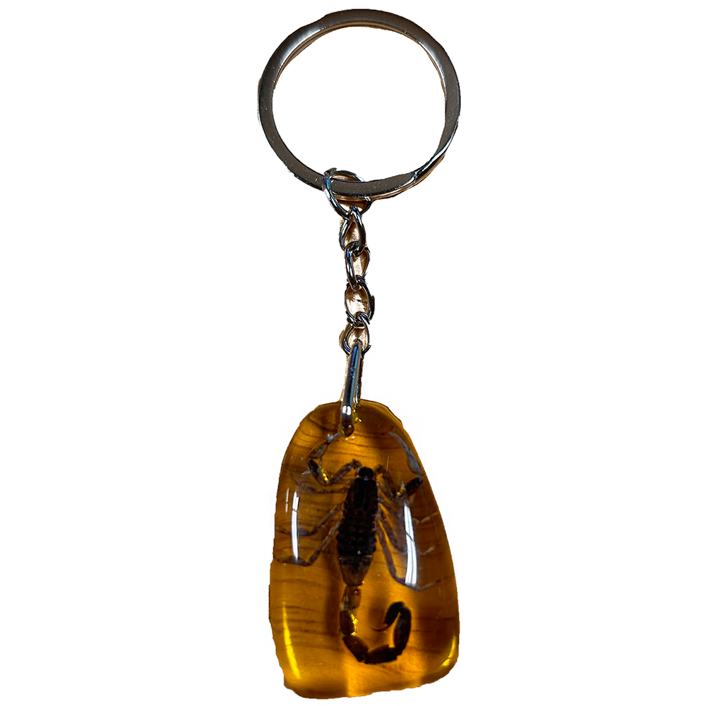 Insects in Amber, Natural Bug Keychains in Retail Packaging