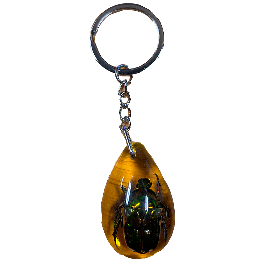 Insects in Amber, Natural Bug Keychains in Retail Packaging