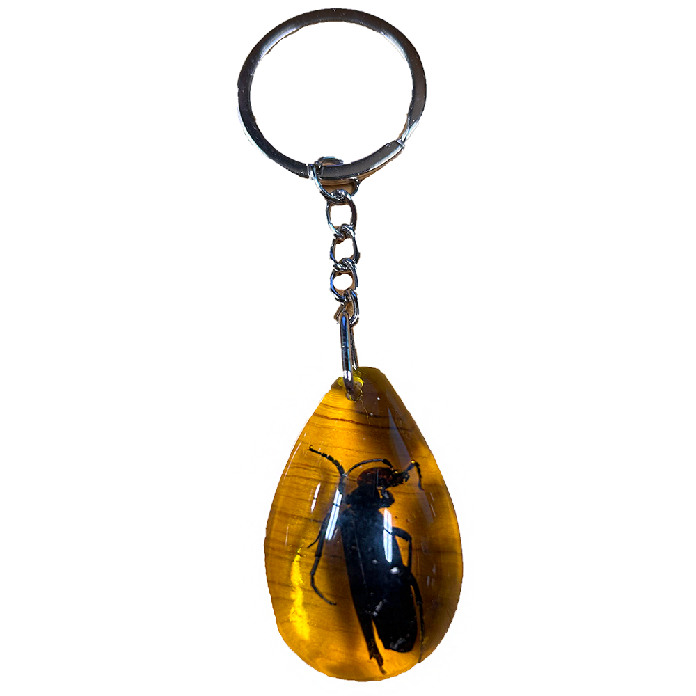 Insects in Amber, Natural Bug Keychains in Retail Packaging