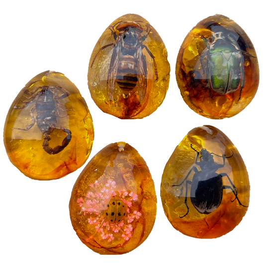 Insects in Amber, Natural Bug Ornament Decoration, 5 Species