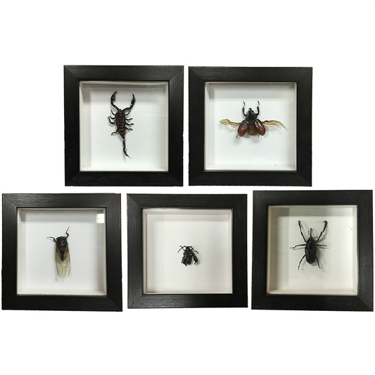 Insects Specimen in Black Picture Frame, 5 Assorted Bugs