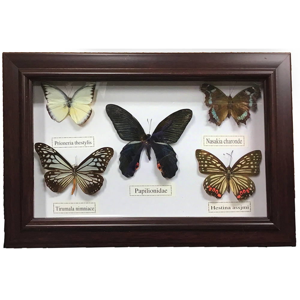 Set of 5 Butterfly Specimens in Picture Frame, Home Decor