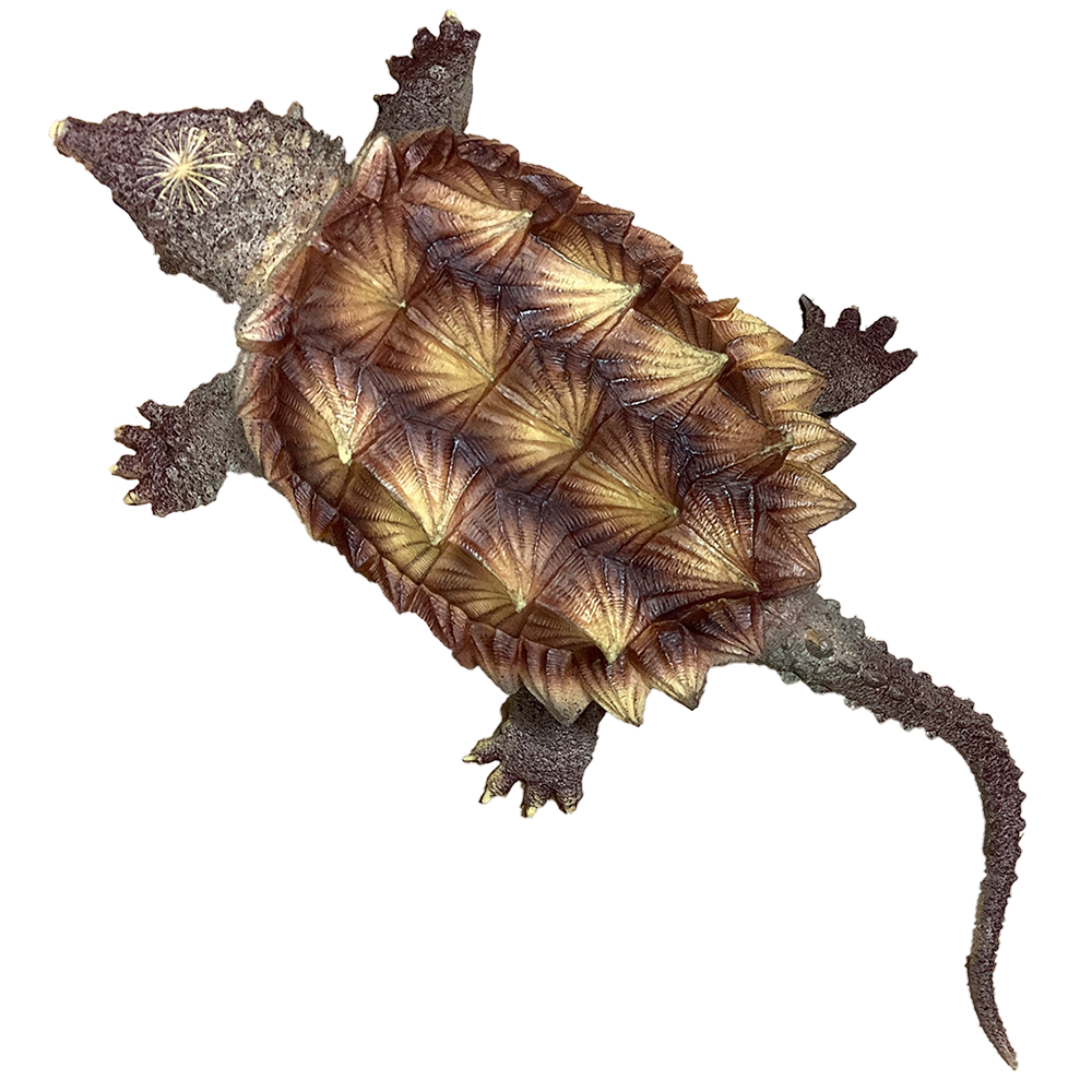 Animal World Snapping Turtle 11" Long Reptile Figurine Toy