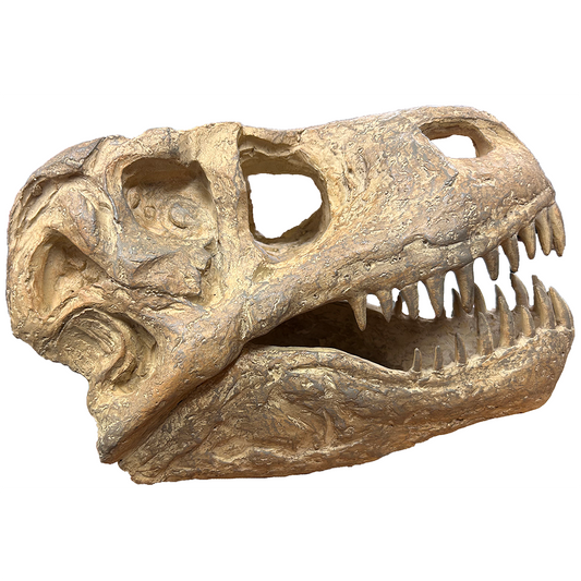 Tyrannosaurus Rex Skull T-Rex Dinosaur Head Model