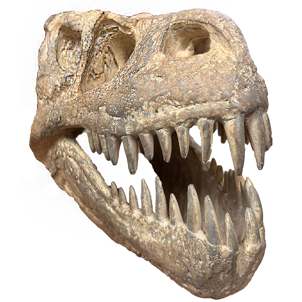 Tyrannosaurus Rex Skull T-Rex Dinosaur Head Model