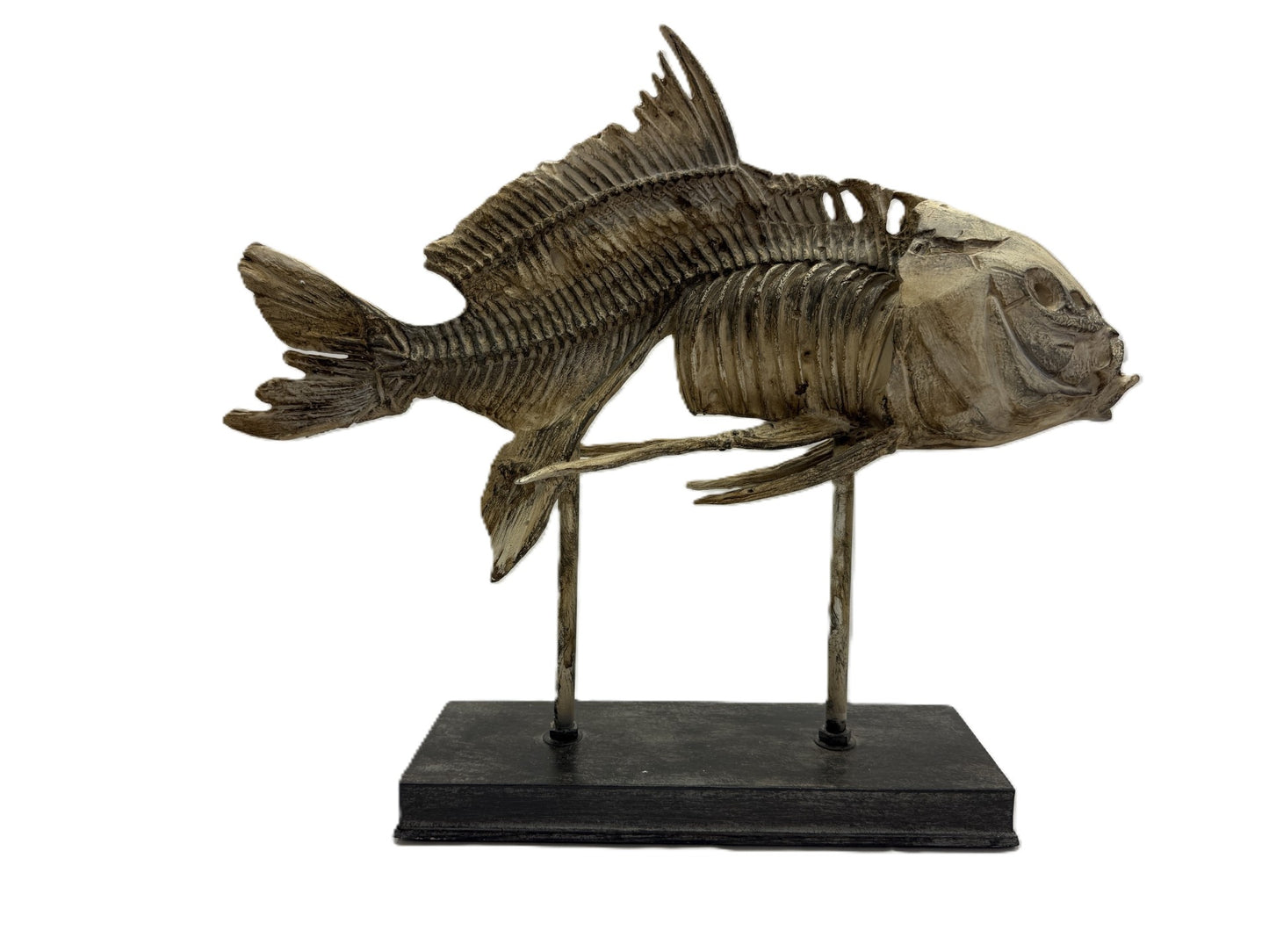Real Bony Fish Skeleton Specimen