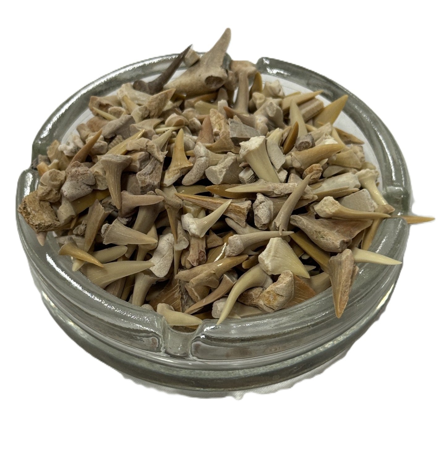 Lemon Shark Teeth (Sold by the pound)