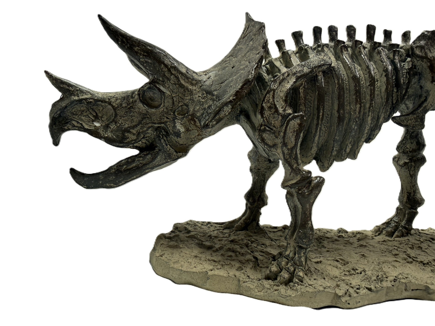 Polyresin Triceratops Skeleton