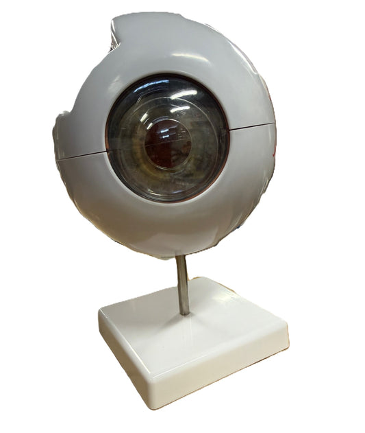 Multi-piece Educational Eyeball-STEM
