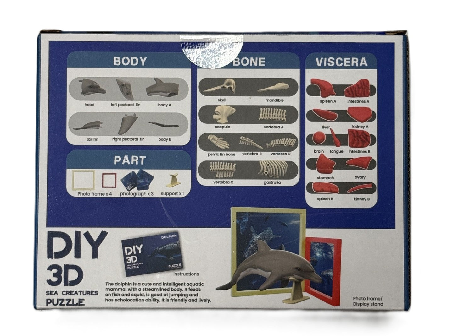 3D DIY Dolphin Body & Bone Puzzle-STEM