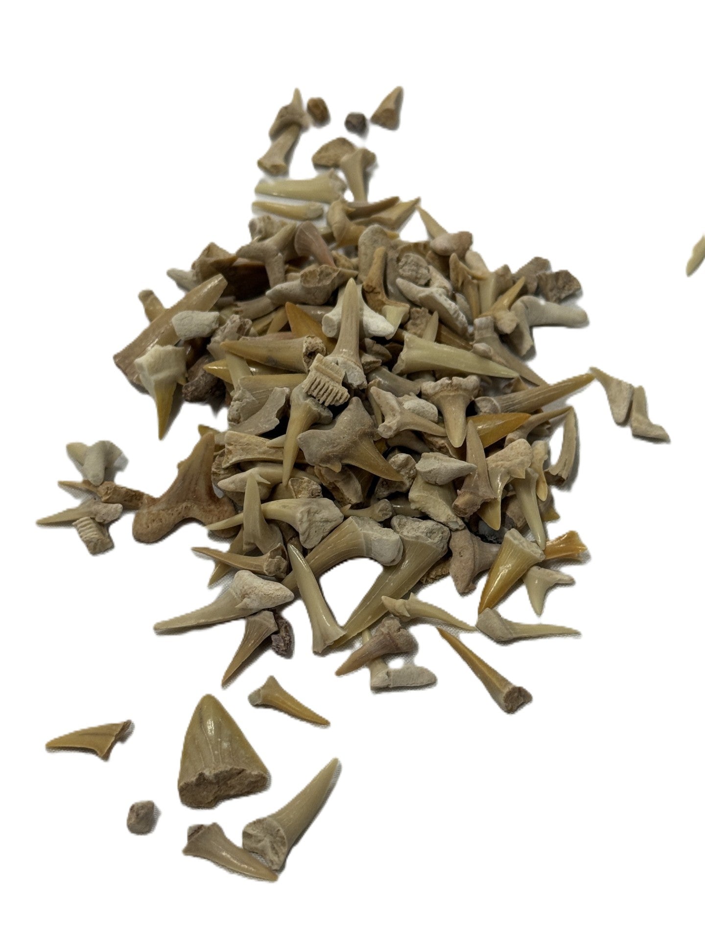 Lemon Shark Teeth (Sold by the pound)