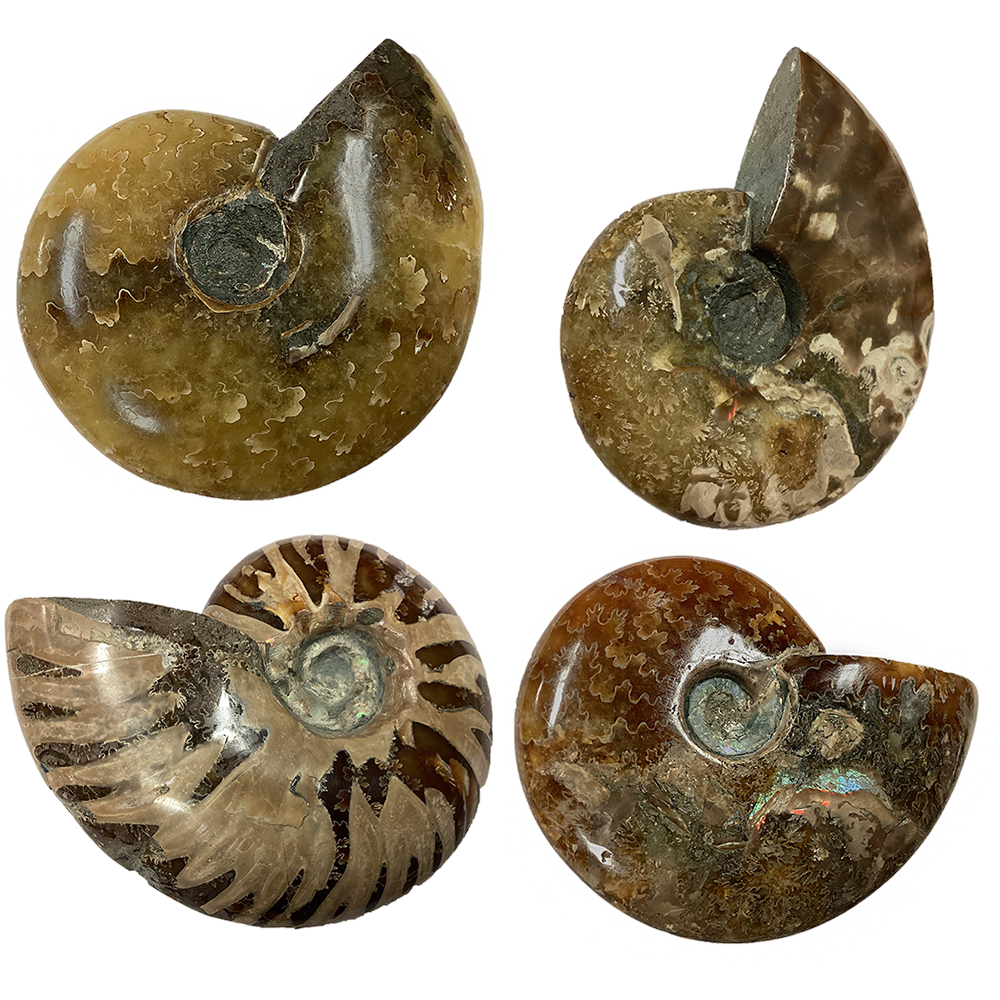 Polished Ammonite Fossil with Suture Patterns