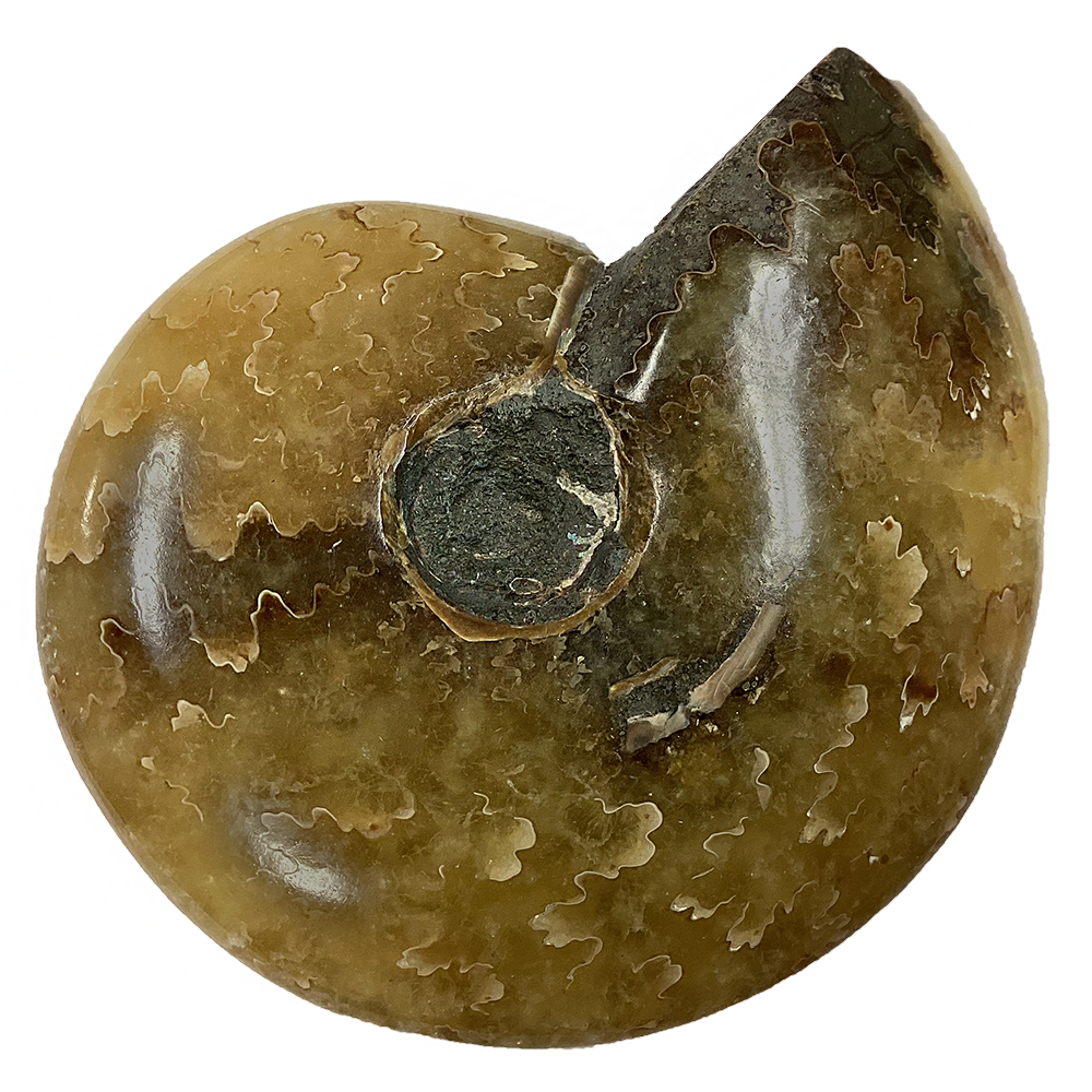 Polished Ammonite Fossil with Suture Patterns