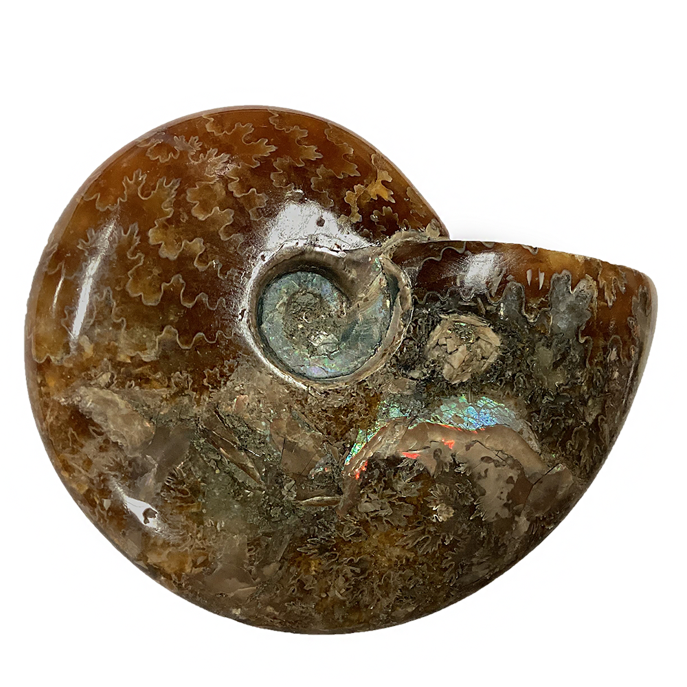 Polished Ammonite Fossil with Suture Patterns