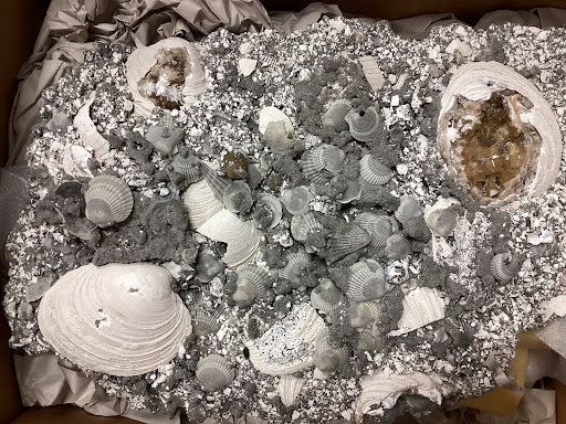 Collector's Fossilized Clam Bed - DinosOnly.com