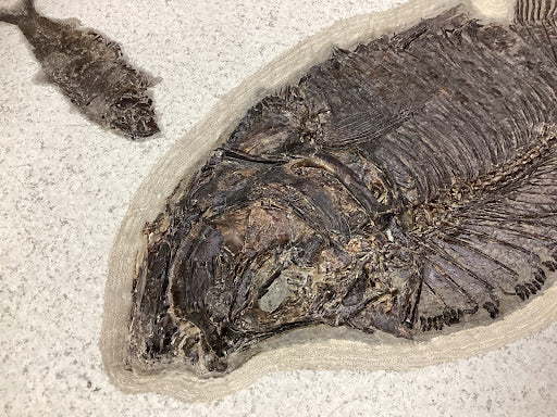 Collector's Diplomystus Denatus Shale Fossil - DinosOnly.com