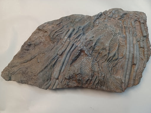 Large Crinoid Fossil - DinosOnly.com