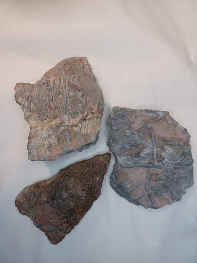 Medium Crinoid Fossil - DinosOnly.com