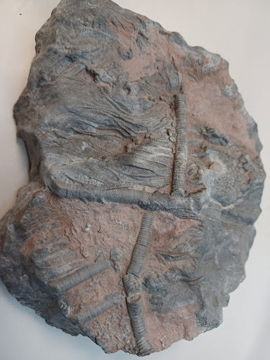 Medium Crinoid Fossil - DinosOnly.com