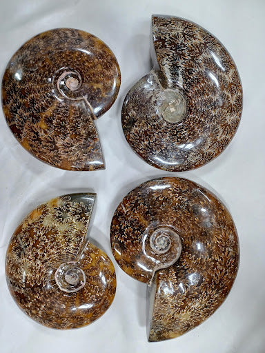Polished Ammonite Fossil - DinosOnly.com