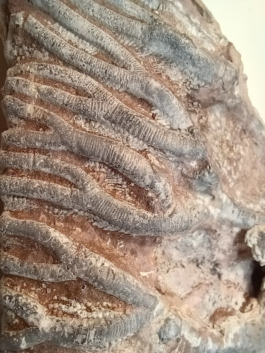 Small Crinoid Fossil - DinosOnly.com