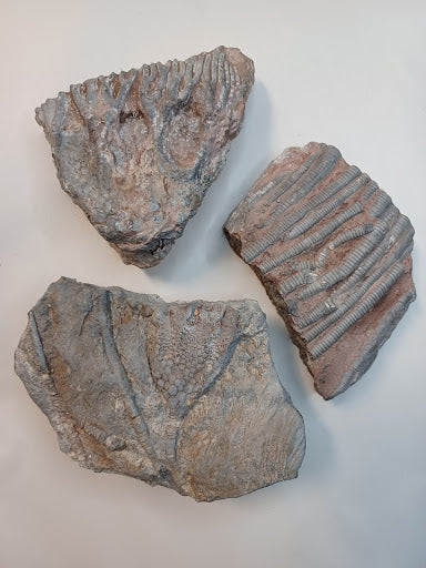 Small Crinoid Fossil - DinosOnly.com