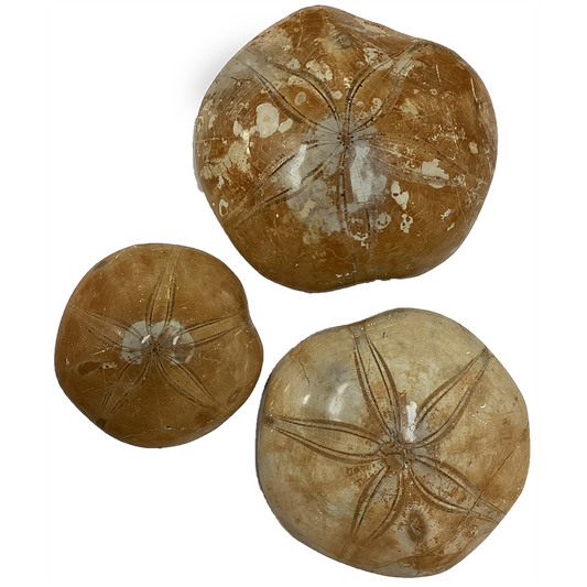 Natural Made Sand Dollar Fossil