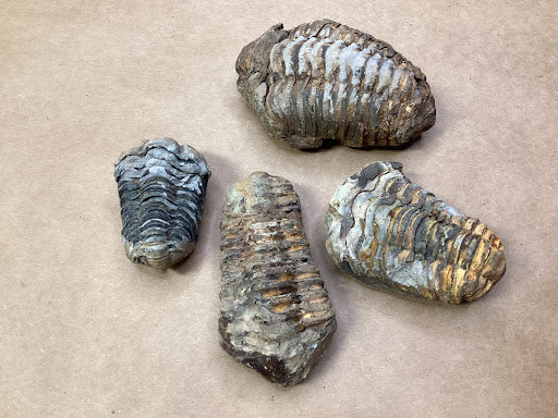 Small Fossilized Trilobite - DinosOnly.com